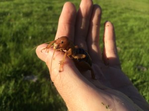 A big Jerusalem cricket.