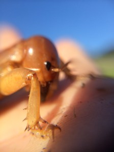 Stenopelmatus spurs front