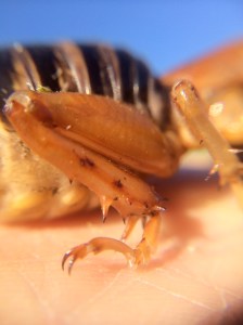 Stenopelmatus spurs side