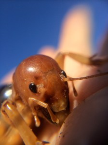 Stenopelmatus stare 2