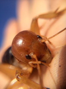Stenopelmatus stare