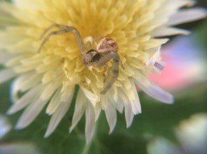 This female waited patiently on a yellow thistle bloom.