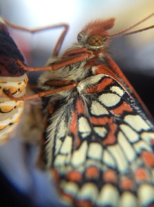The new checkerspot just emerged from its chrysalis.