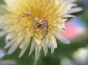 The long, sensory hairs called setae are visible on the spider's legs. Crab spiders have very long front legs for capturing their prey.