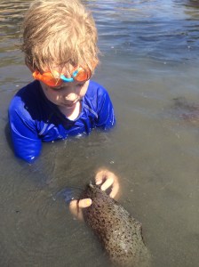 We first met Aplysia californica on the shore in Alameda.