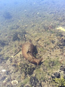 An Aplysia in Lake Merritt this week.