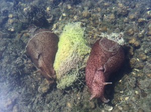 Two sea hares with their tangled string egg mass.