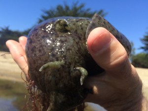 Aplysia californica up close.