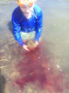 The color of the red marine algae they eat shows up in their shocking ink blast.
