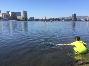You can find a lot of curious creatures just by sweeping a net in the lake.