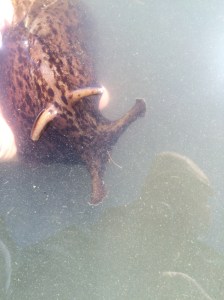 Aplysia are dubbed "sea hares" because of these ear-like projections.