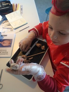 He examined parts of the brain after cutting them off.