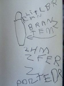 "LITL BRAN" (little brain) and "BRAN ZTEM" (brain stem) plus "2HMZFERZ" (2 Hemispheres)