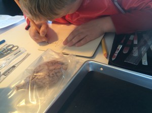 Kieran sketched the brain, noting some of its parts.