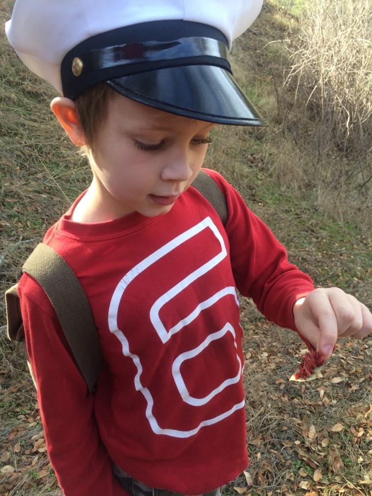 Andricus crystallinus galls