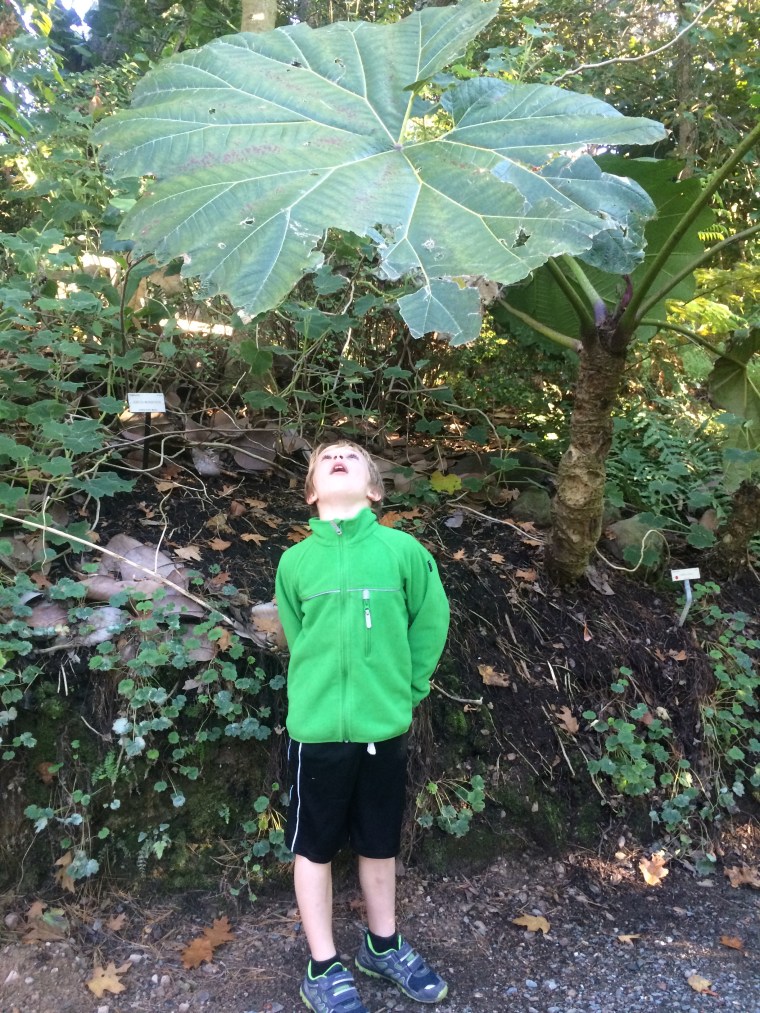 Centropogon grandidentatus