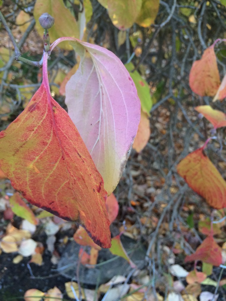 Cornus florida Dogwood