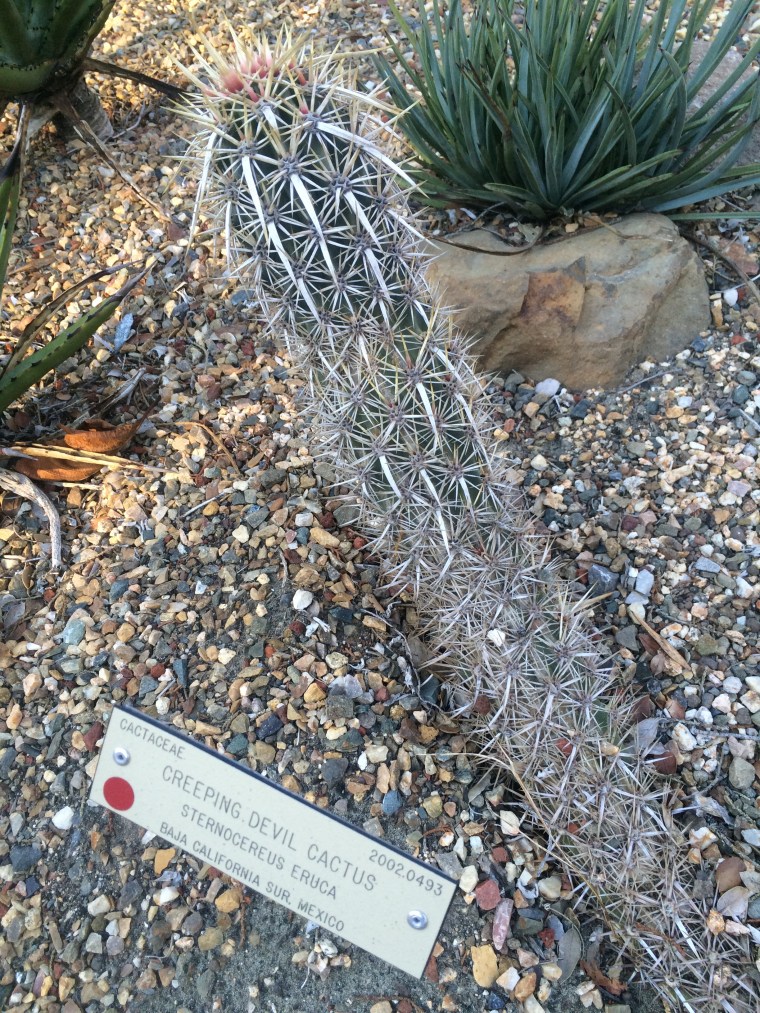 Creeping Devil Cactus