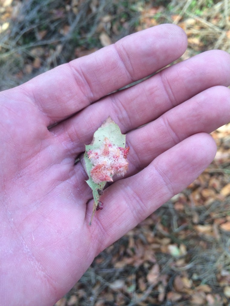 Crystal gall close up