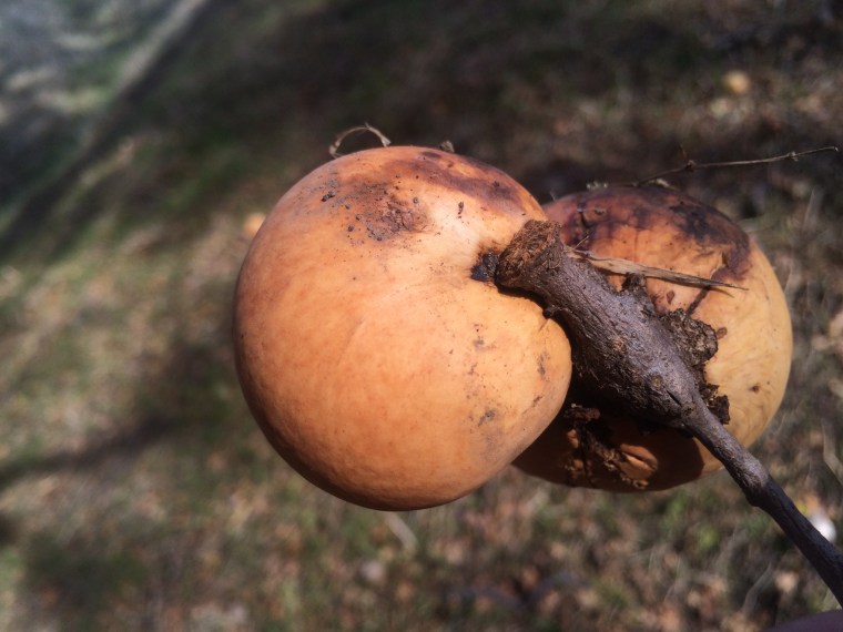 Double oak apple reverse