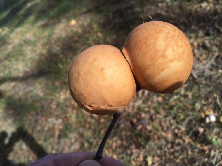 Double oak apple