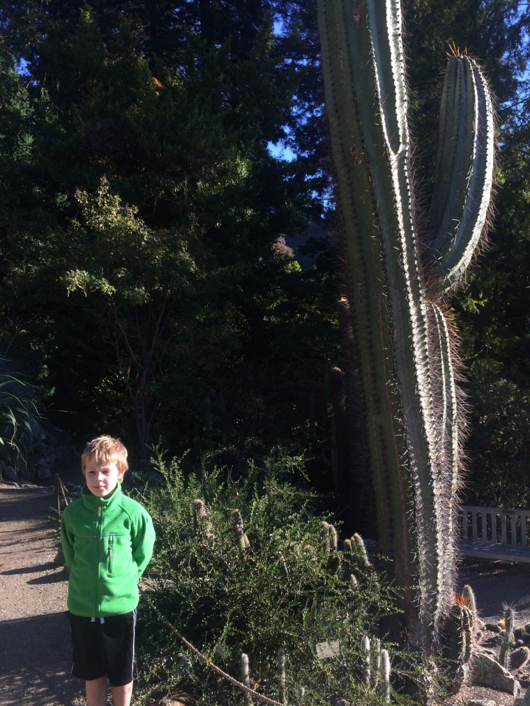 Giant cactus