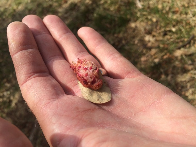 More crystal galls close