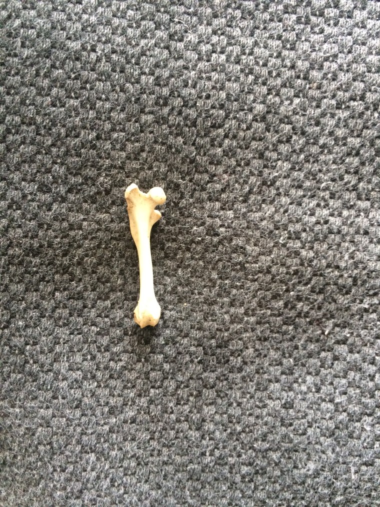 Mouse femur