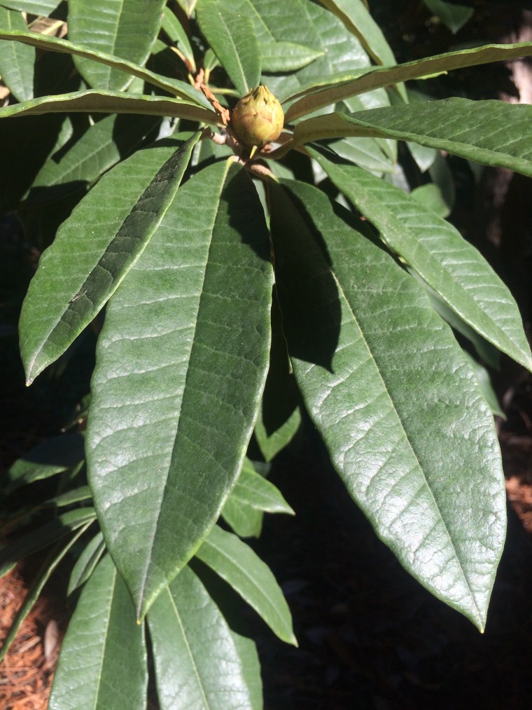 Rhododendron arboreum