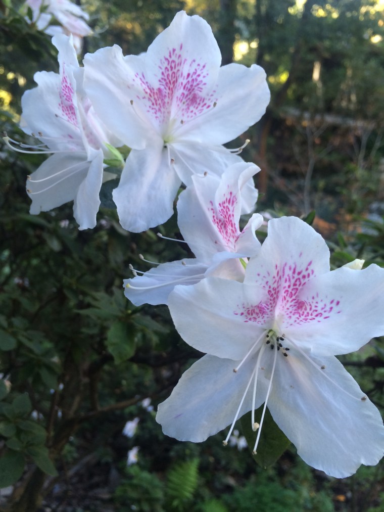 Rhododendron mucronatum