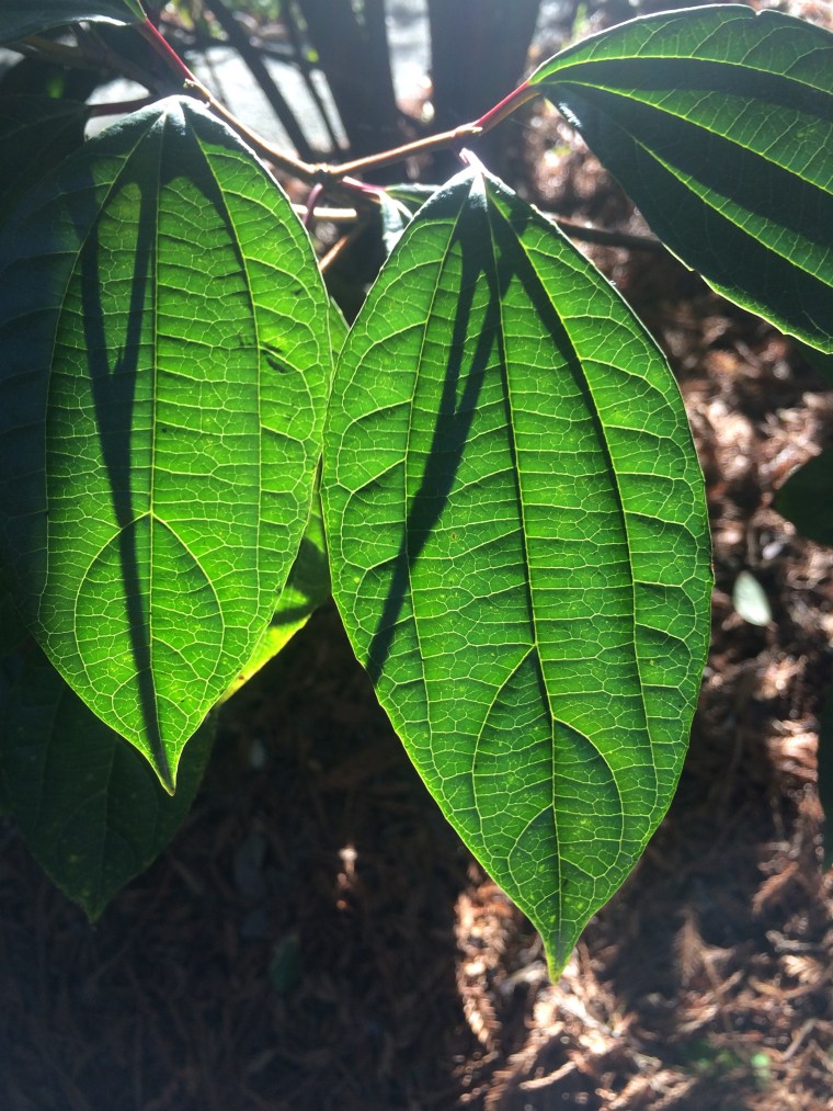 Viburnum cinnamomifolium