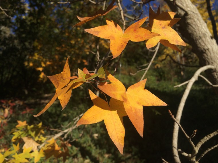 Yellow star leaves