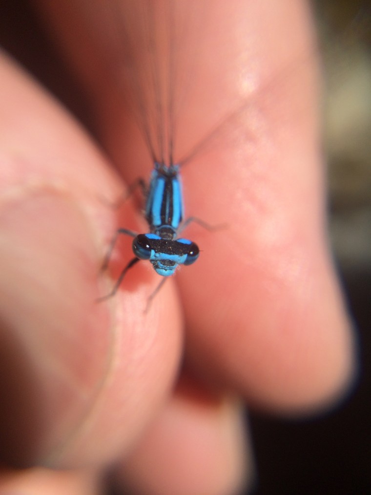 damselfly, argia vivida, sunol, alameda creek