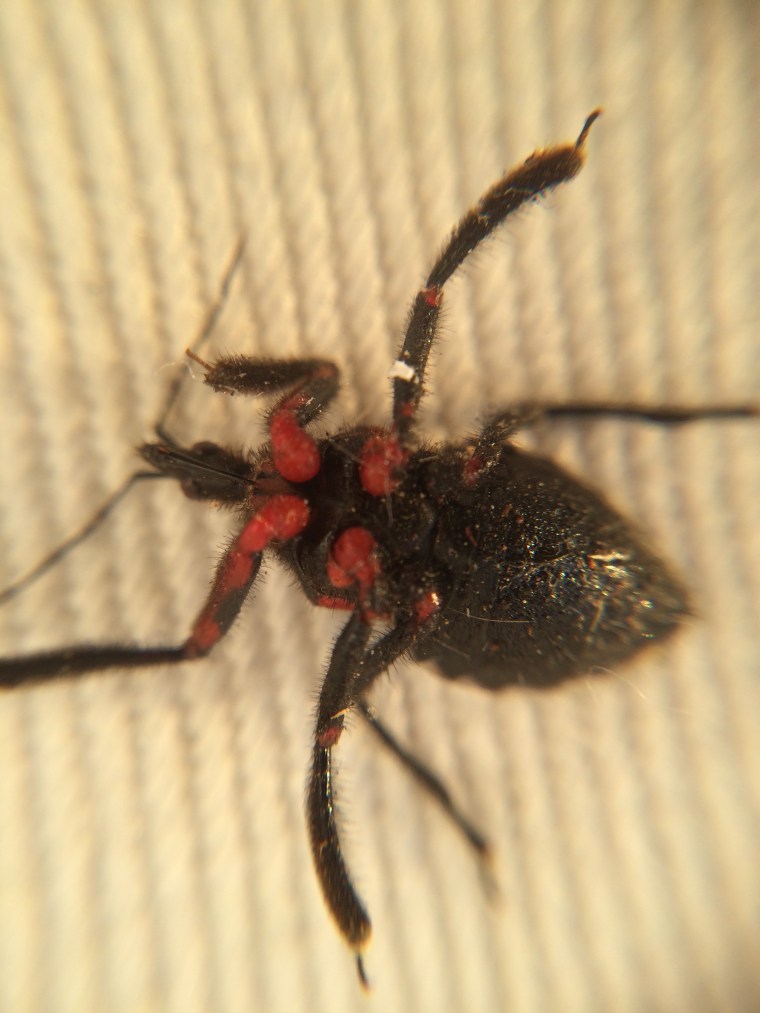 Assassin Bug ventral