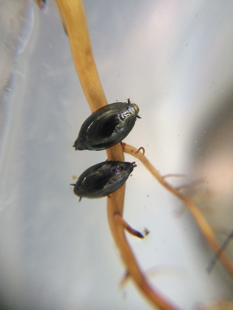 whirligig beetles, sunol, alameda creek