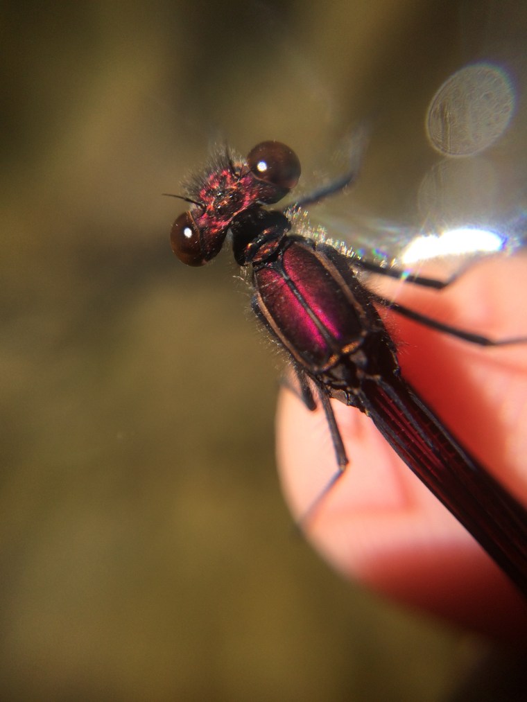 damselfly, hetaerina americana, sunol, alameda creek