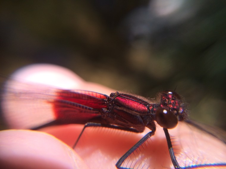 damselfly, hetaerina americana, sunol, alameda creek