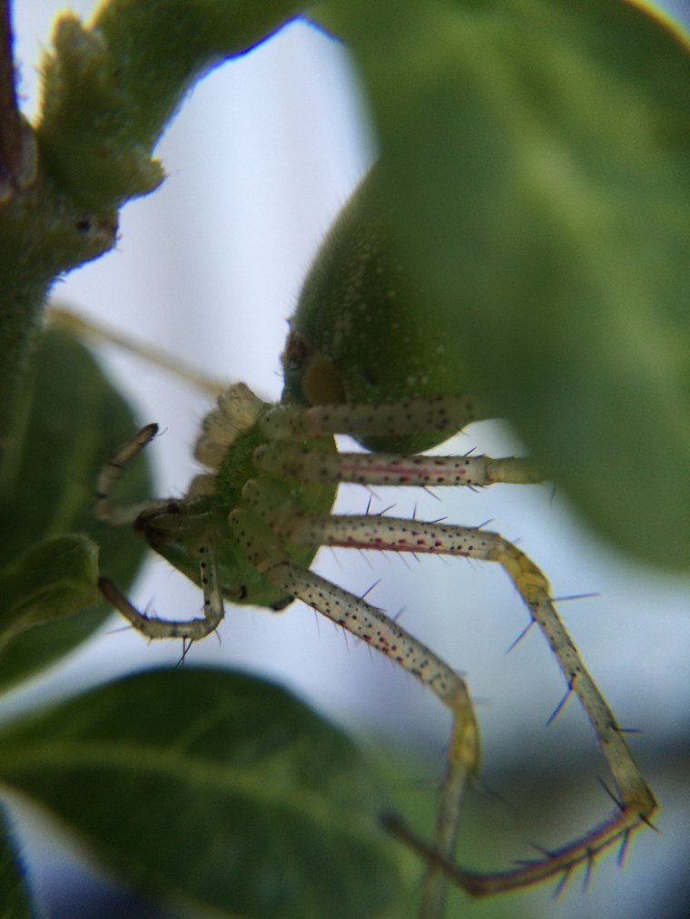 Lynx cephalothorax ventral