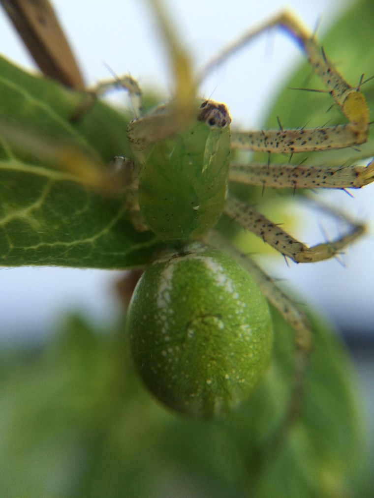 Lynx dorsal white chevron