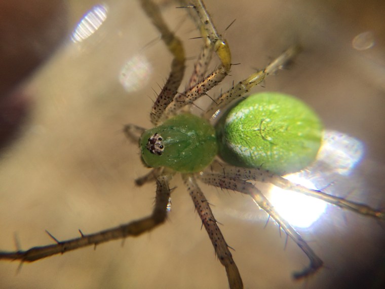 Lynx legs and eyes 2