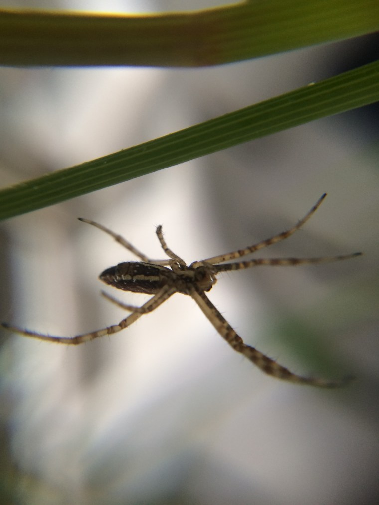 Orb weaver 2