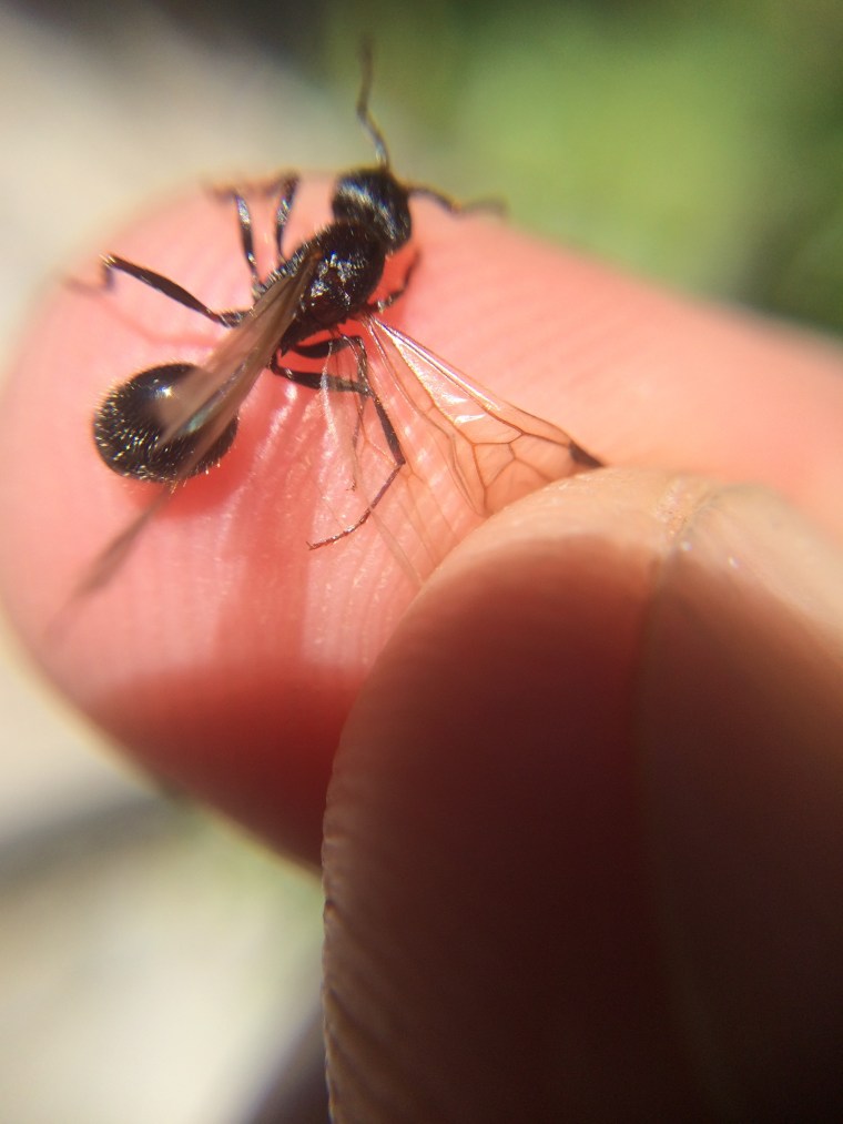 queen ant, sunol, alameda creek
