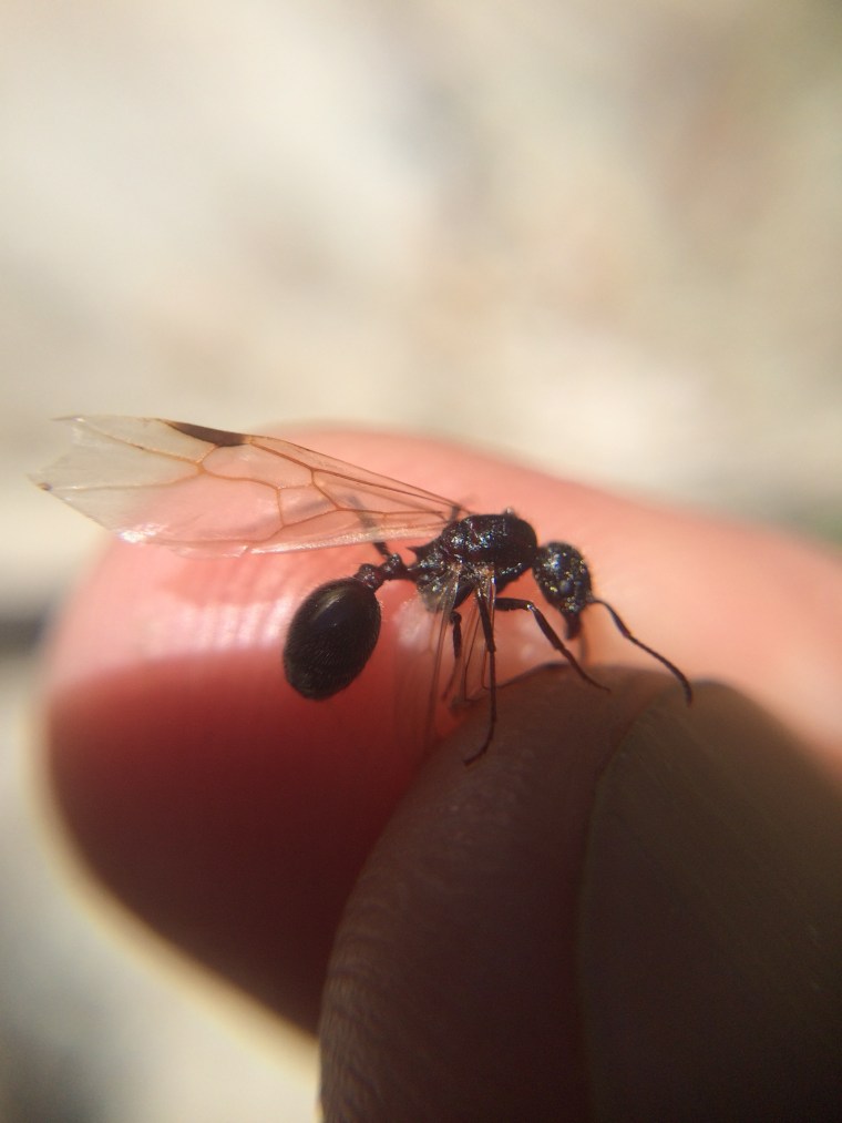 queen ant, sunol, alameda creek