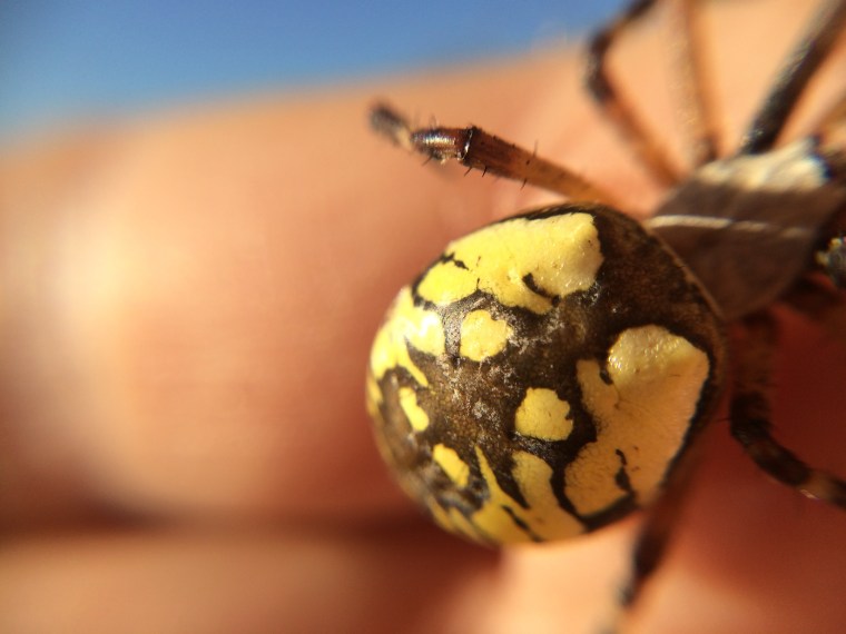 Argiope abdomen detail