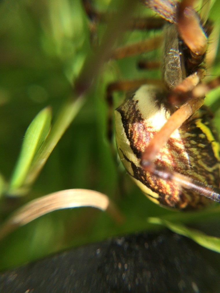 Argiope abdomen side view