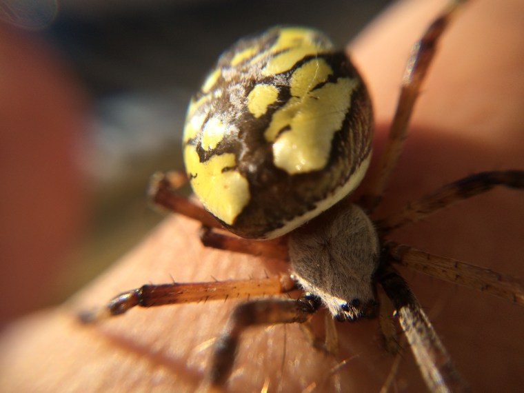 Argiope cephalothorax