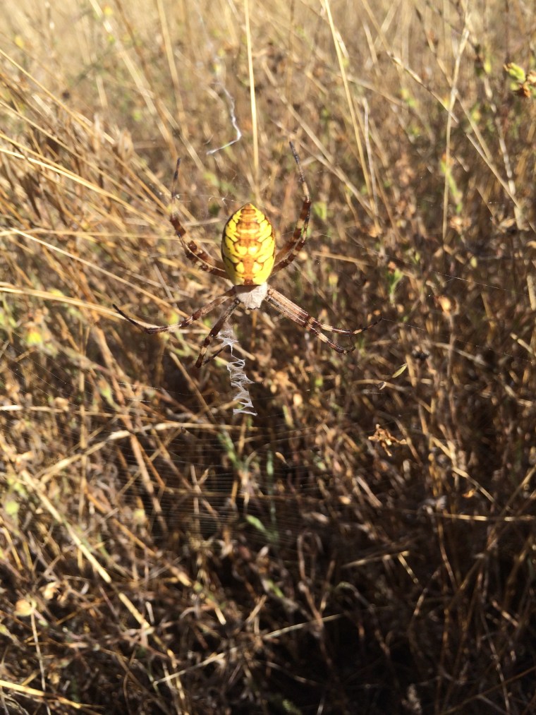 Argiope aurantia, Oakland
