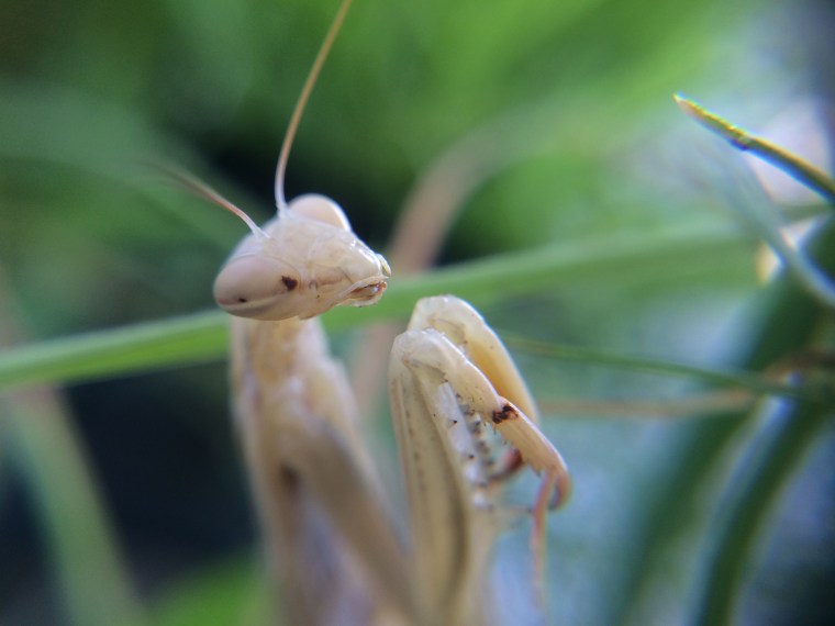 Mantis religiosa