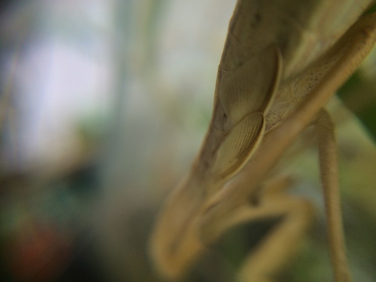 Mantis religiosa wings