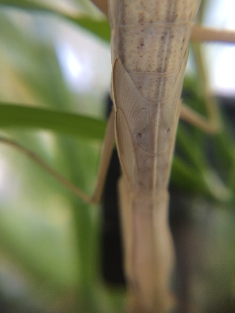 Mantis religiosa wings